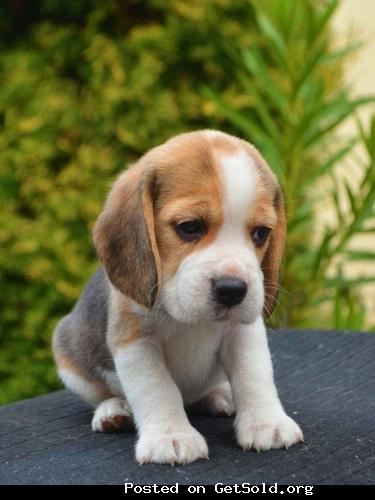 Akc Beagle puppy