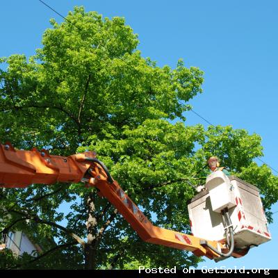 Tree Service West Chester