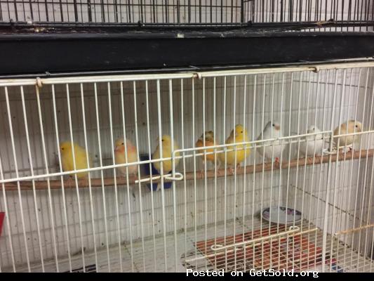 Beautiful Canaries birds for sale