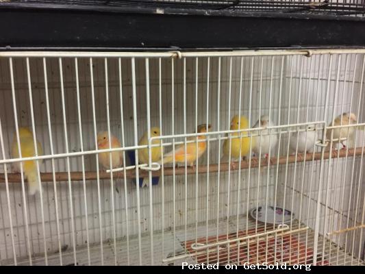 Beautiful Canaries birds for sale