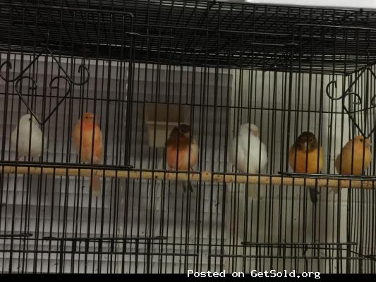 Beautiful Canaries birds for sale