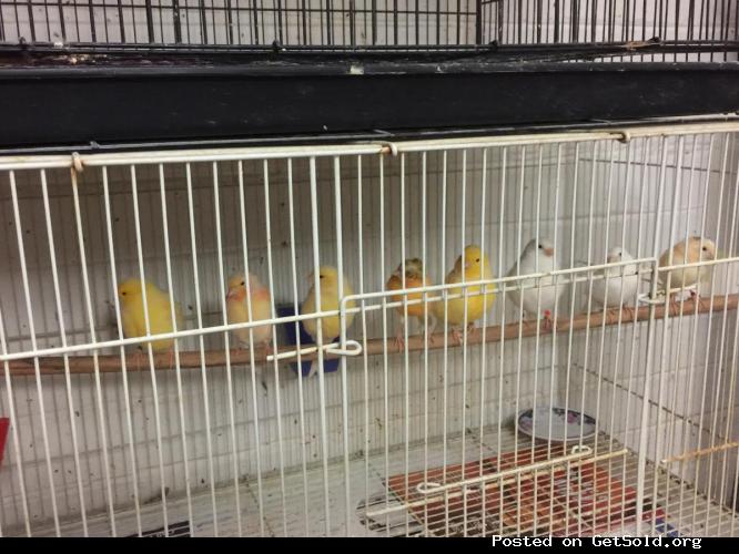 Beautiful Canaries birds for sale