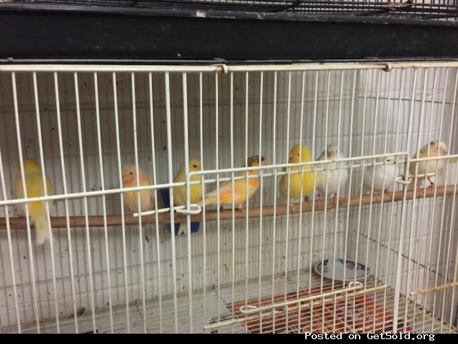 Beautiful Canaries birds for sale