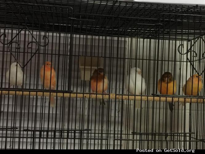 Beautiful Canaries birds for sale