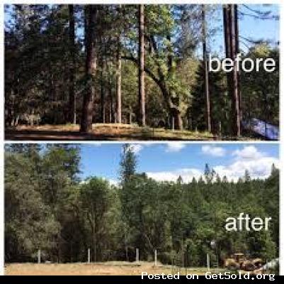 LICENSED &amp; INSURED FULL-SERVICE TREE COMPANY- FREE ESTIMATES