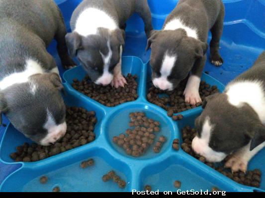 Blue nose pitbull puppies