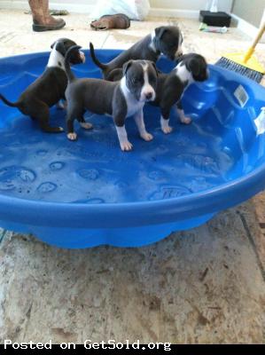 Blue nose pitbull puppies