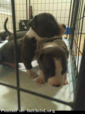 Blue nose pitbull puppies