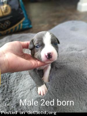 Blue nose pitbull puppies