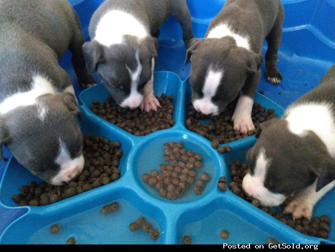 Blue nose pitbull puppies