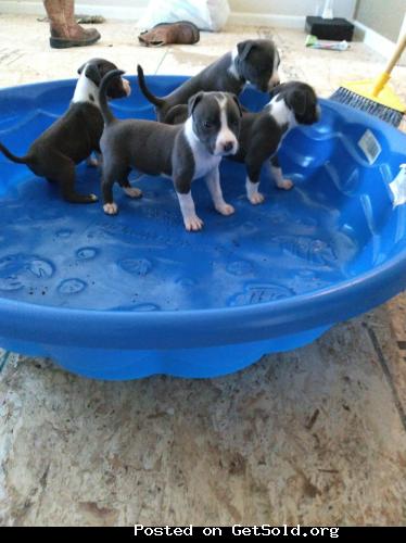 Blue nose pitbull puppies