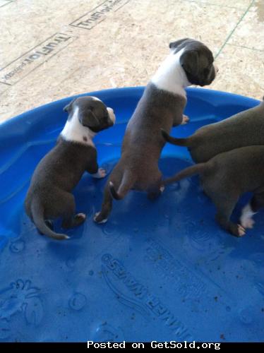 Blue nose pitbull puppies