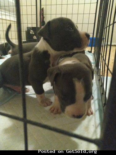 Blue nose pitbull puppies