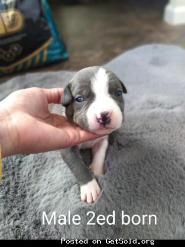 Blue nose pitbull puppies