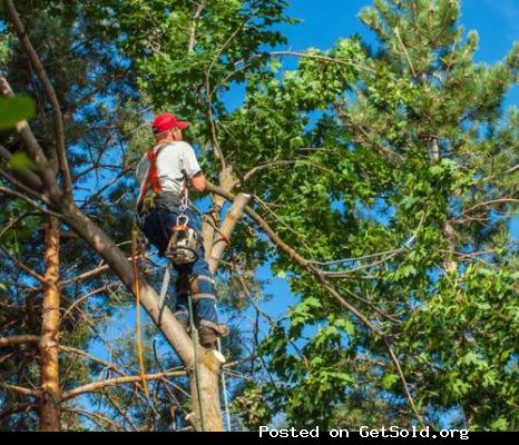 Kansas City Tree Trimming &amp; Removal Service