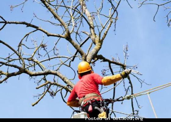 Kansas City Tree Trimming &amp; Removal Service