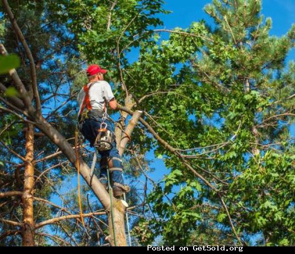 Kansas City Tree Trimming &amp; Removal Service