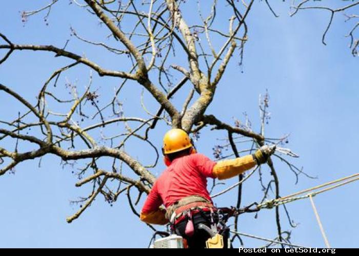 Kansas City Tree Trimming &amp; Removal Service