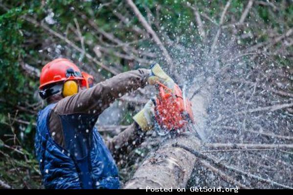 Tree Service Waco Texas