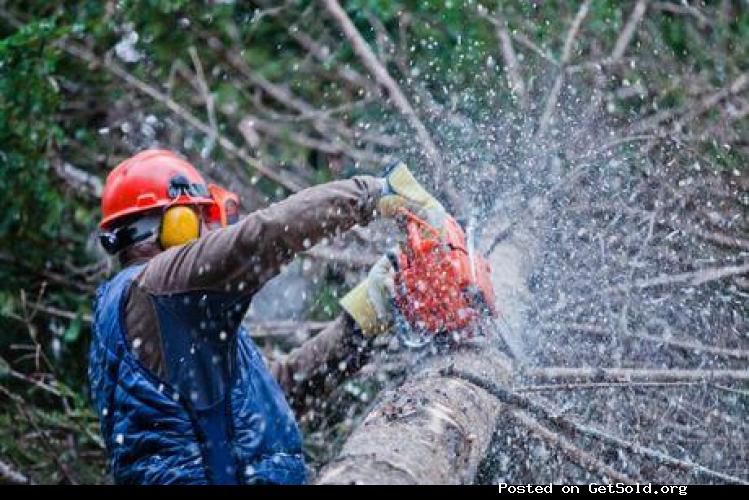 Tree Service Waco Texas