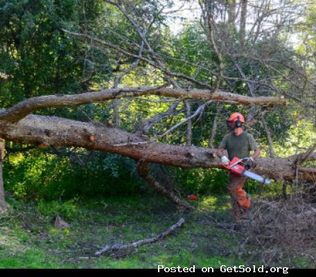 Florence Tree Guys