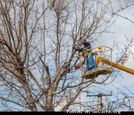 Florence Tree Guys