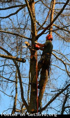 Florence Tree Guys