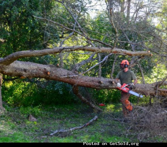 Florence Tree Guys