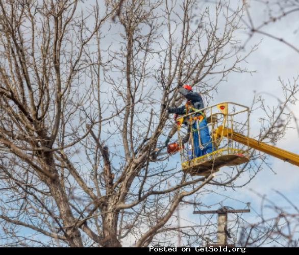 Florence Tree Guys