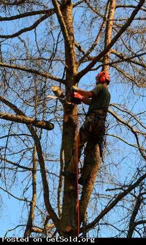 Florence Tree Guys