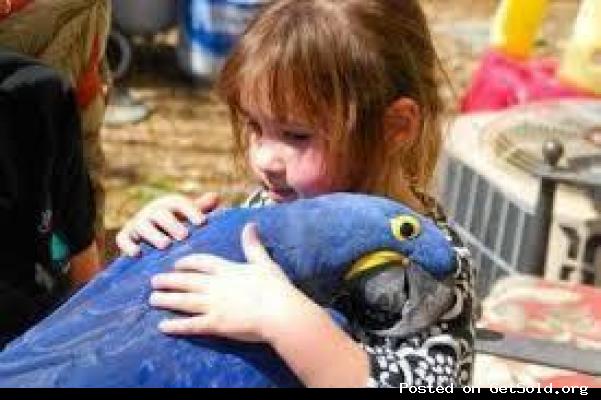 Talking Hyacinth Macaw Parrots for Sale